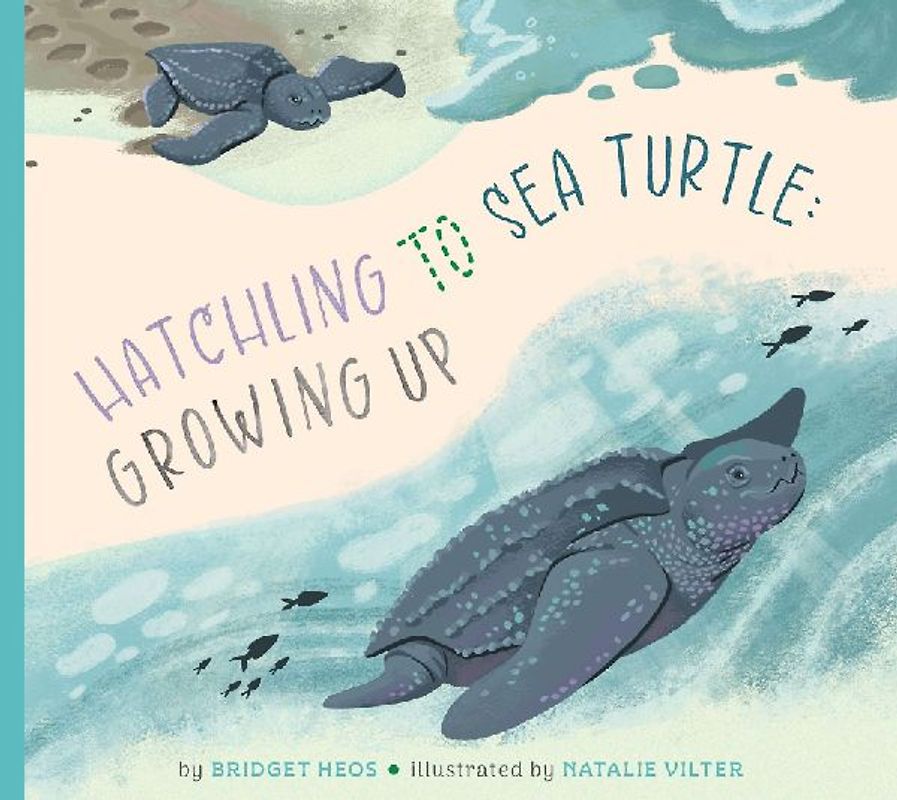 Hatchling to Sea Turtle: Growing Up