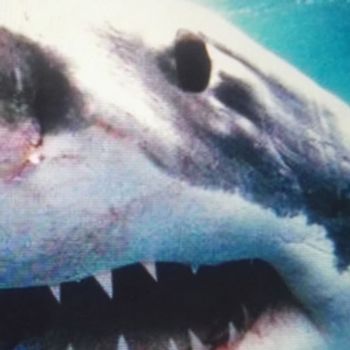 Savas & Sido - Royal Bunker