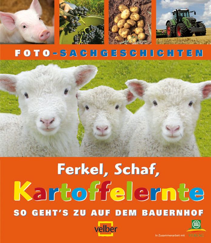 Ferkel, Schaf, Kartoffelernte