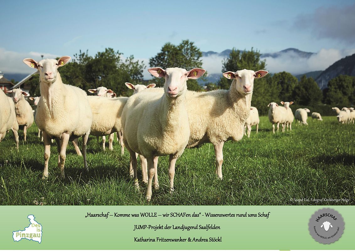 „Haarschaf – Komme was WOLLE – wir SCHAFen das“