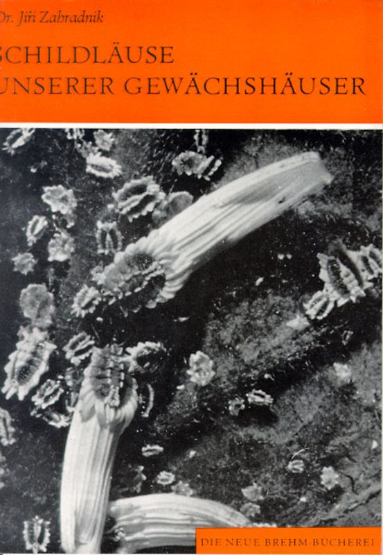 Schildläuse unserer Gewächshäuser