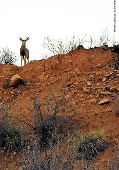 Buck Shots - Larry Rinder