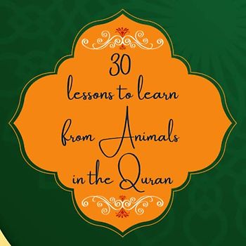 30 lessons to learn from Animals in the Quran: Quranic lessons learned from Animals, Insects, Birds mentioned in the holy Quran with pictures.