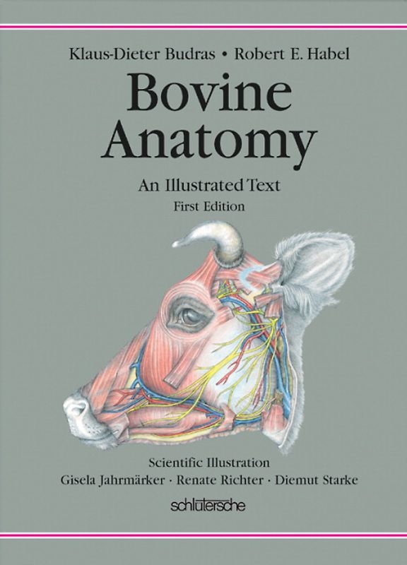 Bovine Anatomy
