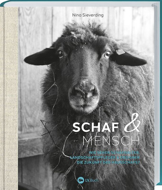 Schaf und Mensch