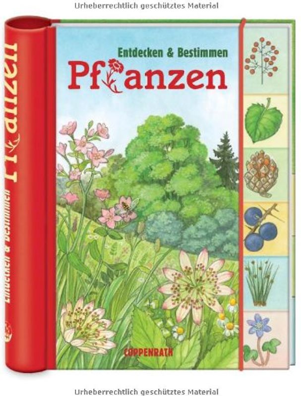 Pflanzen
