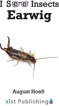 Earwig