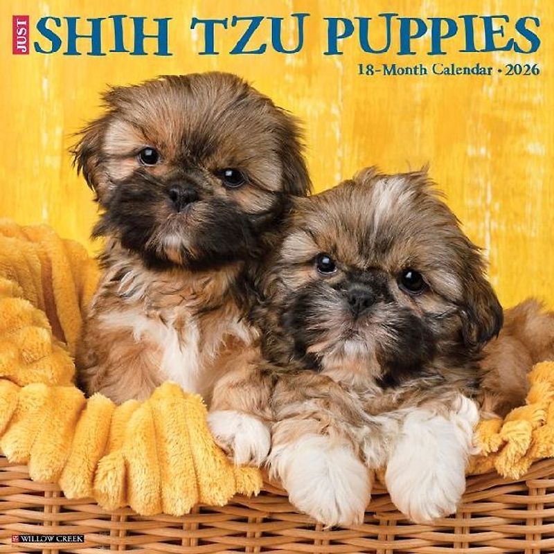 Shih Tzu Puppies 2026 12 X 12 Wall Calendar