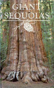 Giant Sequoias - R.J. Hartesveldt [Softcover]