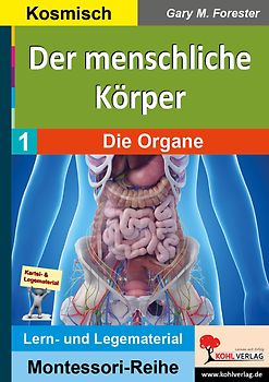 Der menschliche Körper / Die Organe