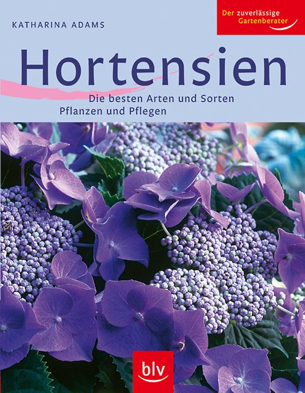 Hortensien