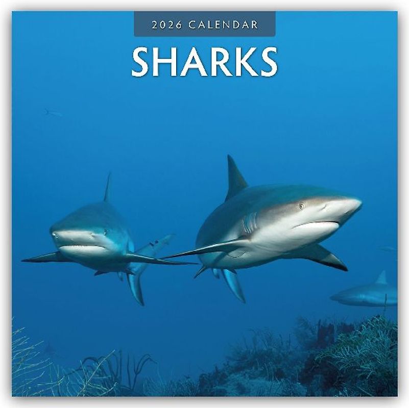 Sharks 2026 Square Wall Calendar