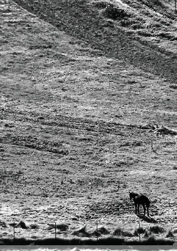 The Stone Soup Notebook