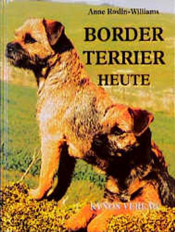 Border Terrier heute