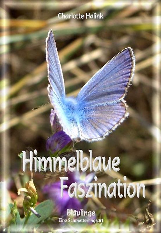 Himmelblaue Faszination