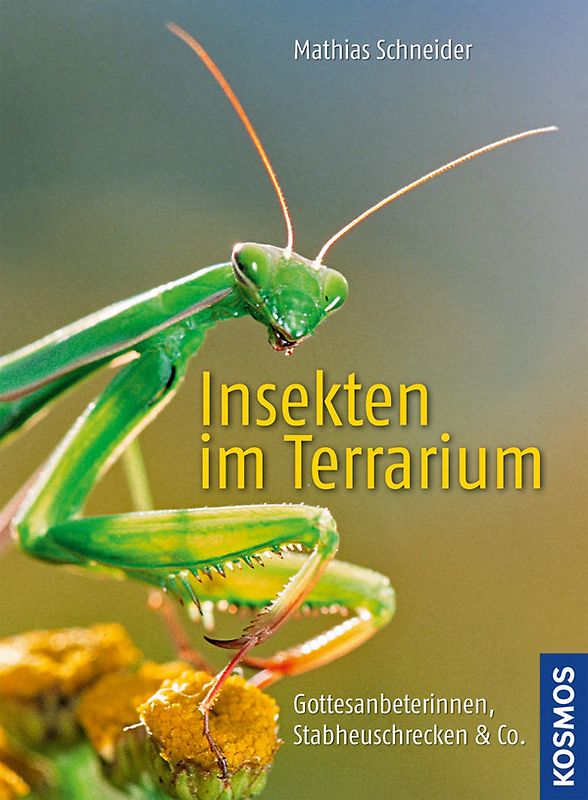 Insekten im Terrarium