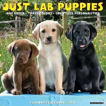 Lab Puppies 2026 12 X 12 Wall Calendar