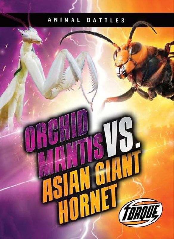 Orchid Mantis vs. Asian Giant Hornet