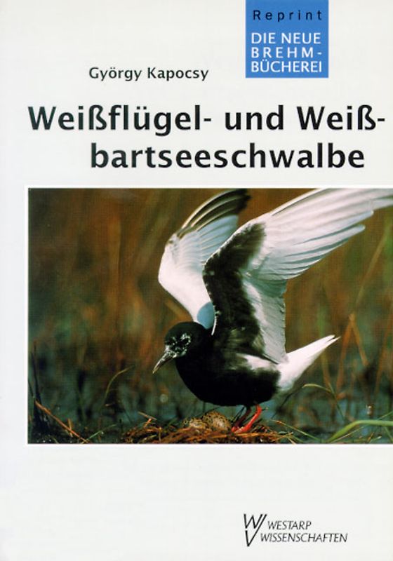 Weissbart- und Weissflügelseeschwalbe