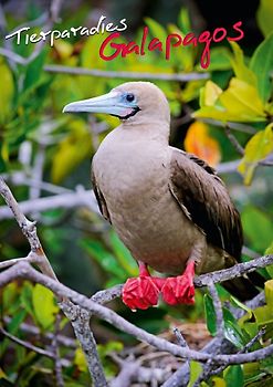 Tierparadies Galapagos (Posterbuch DIN A4 hoch)