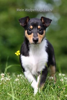 Mein Welpentagebuch: die ersten Monate mit meinem Kurzhaarcollie