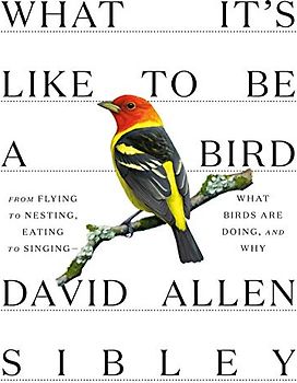 What It's Like to Be a Bird