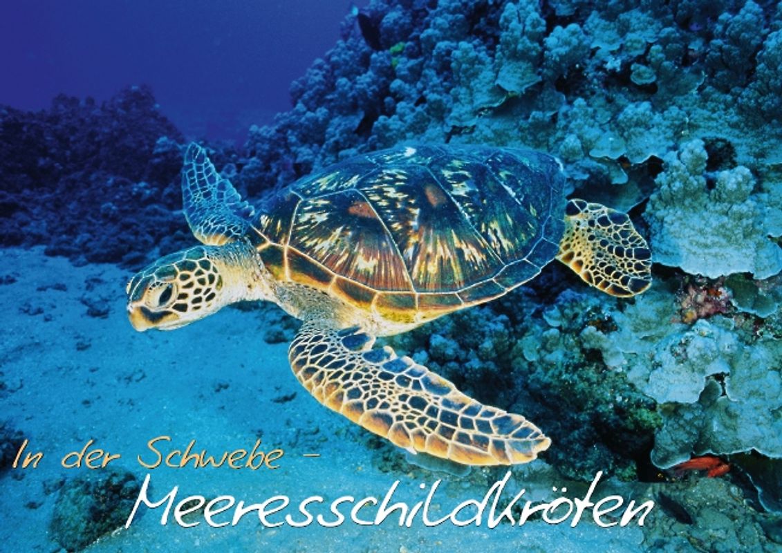In der Schwebe – Meeresschildkröten (Posterbuch DIN A3 quer)