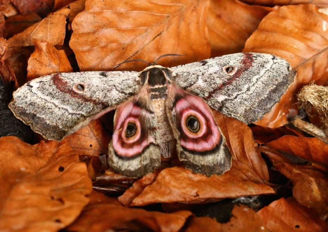 Edelfalter - 2 - (Posterbuch DIN A3 quer)