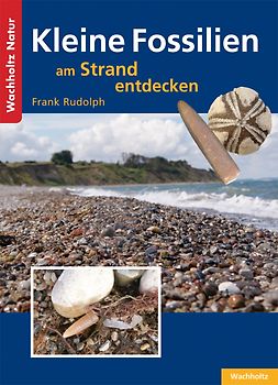 Kleine Fossilien am Strand entdecken