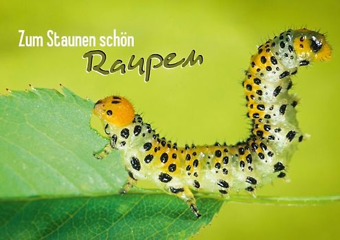 Zum Staunen schön: Raupen (Posterbuch DIN A3 quer)