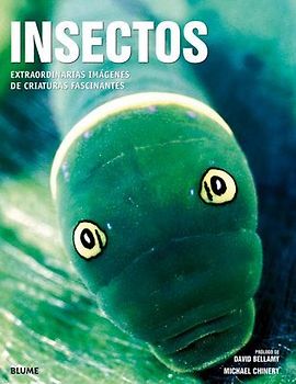 Insectos
