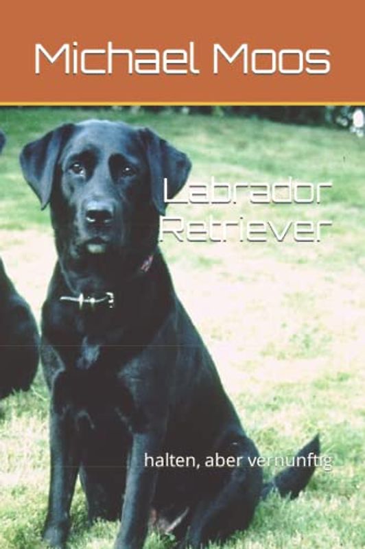Labrador Retriever: halten, aber vernünftig