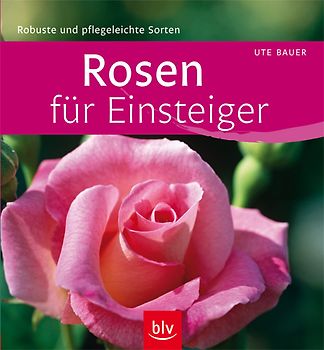 Rosen für Einsteiger