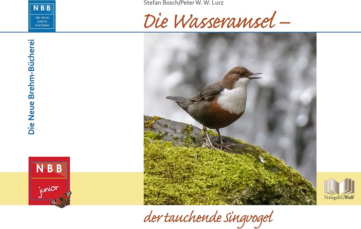 Die Wasseramsel - der tauchende Singvogel