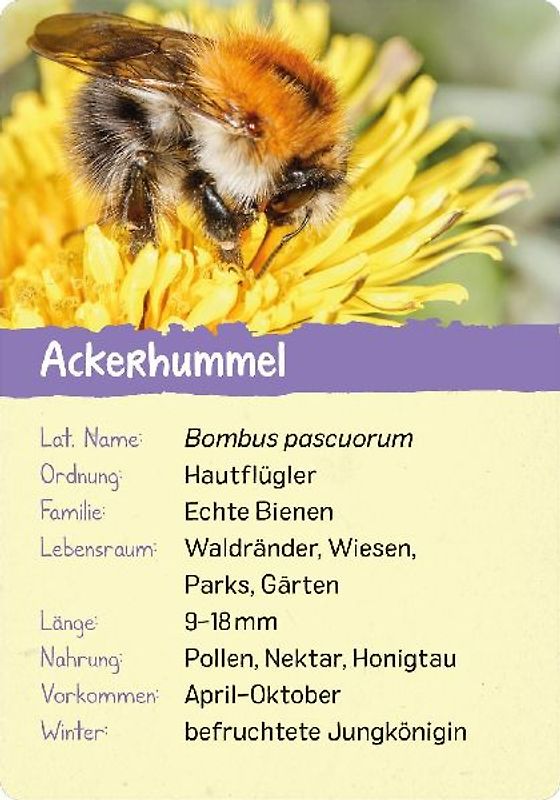 Naturforscher-Kids - Insekten
