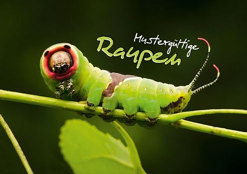 Mustergültige Raupen (Tischaufsteller DIN A5 quer)
