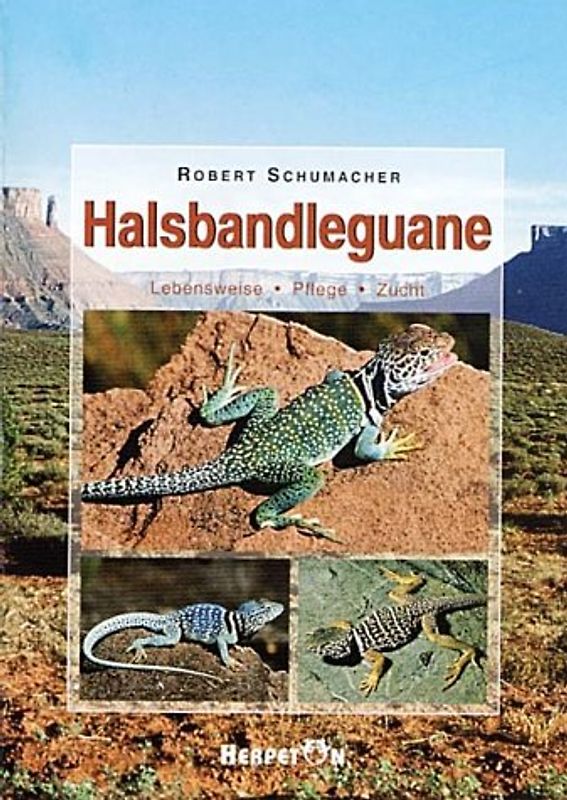 Halsbandleguane