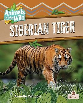 Siberian Tiger