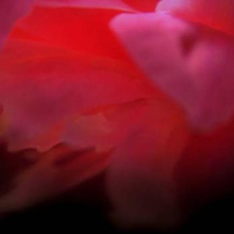 Ignis Fatuus - In Our Mad Bliss