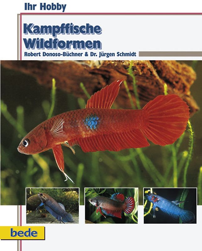 Kampffische - Wildformen