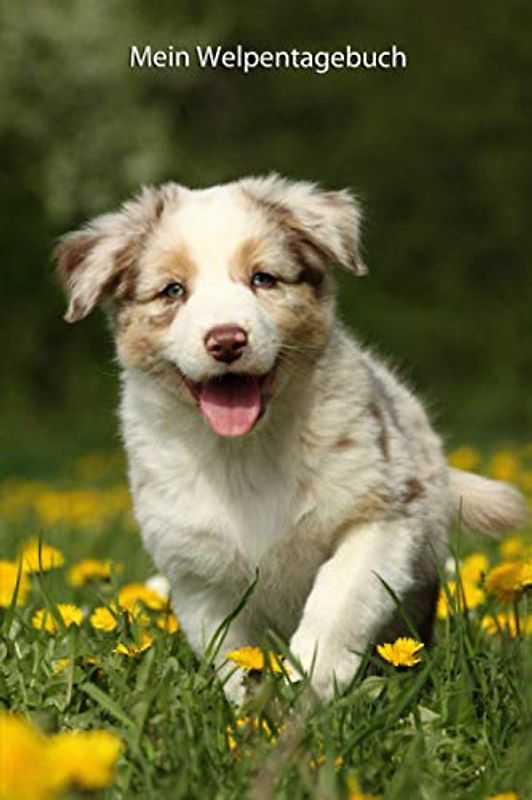 Mein Welpentagebuch: Australian Shepherd (Australian Shepherd - alle Bücher: Trainingstagebuch, Krankenakte und Welpentagebuch, Band 6)