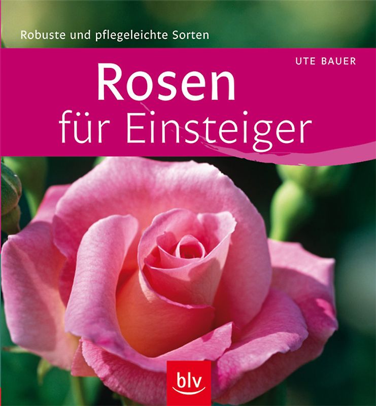 Rosen für Einsteiger