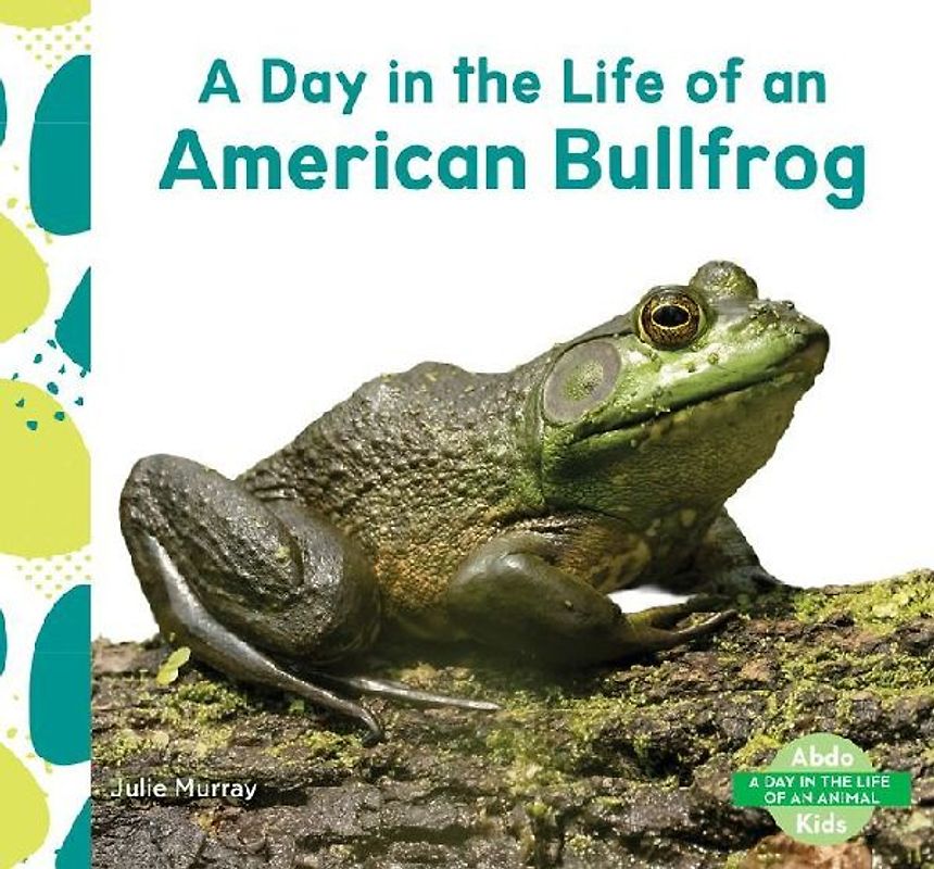 Day in the Life of an American Bullfrog