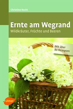 Ernte am Wegrand. Wildkräuter, Früchte und Beeren