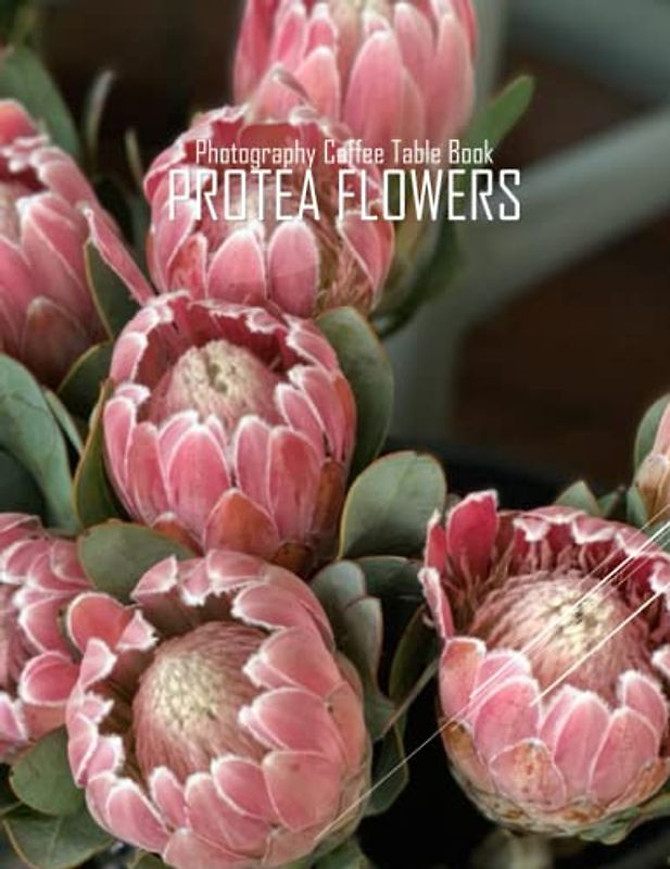 PROTEA FLOWERS Photography Coffee Table Book: Protea flowers Photography Coffee Table Book for All: An Amazing Group Of Pictures For Relaxing & ... Images (8.5"*11") Paperback May 27,2023 .