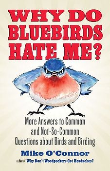 Why Do Bluebirds Hate Me?