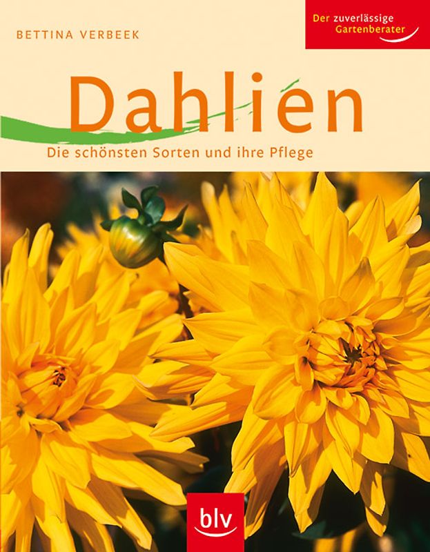 Dahlien