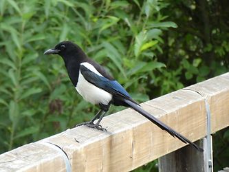 Image client pour Panasonic Lumix DMC-TZ81/DMC-TZ80 noir