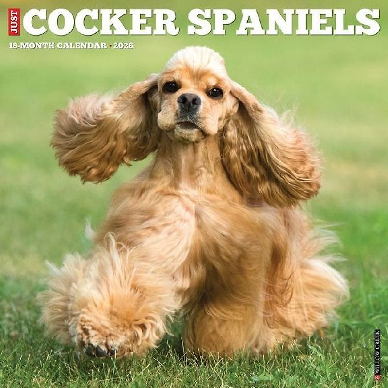 Cocker Spaniels 2026 12 X 12 Wall Calendar