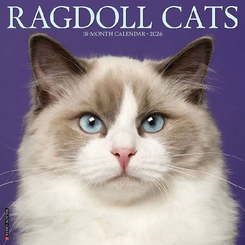 Ragdoll Cats 2026 12 X 12 Wall Calendar